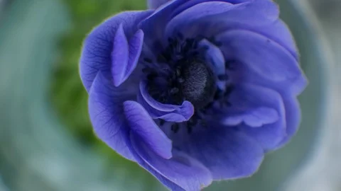 TimeLapse of anemone Flower opens bud. Blossoming Timelapse Stock-Footage 85983053