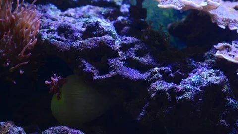 Timelapse of anemoner coral reef opening up Stock Footage 104596945