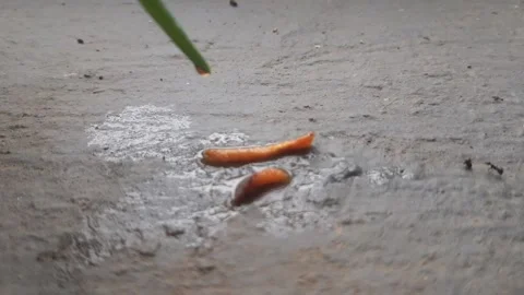 Timelapse ants are drinking water droplets that fall from plants Stock Footage 295475762