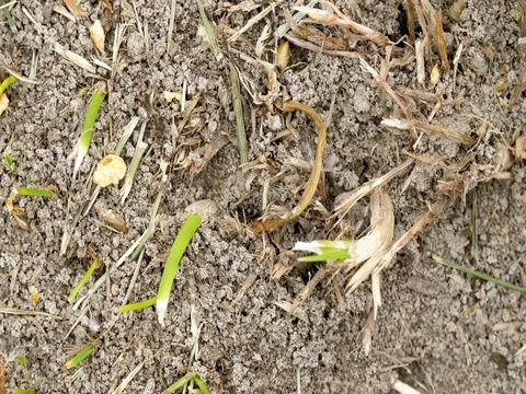 Timelapse ants on ground Stock Footage 76153578