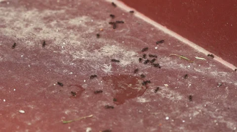 Timelapse of ants moving Vídeo Stock 39623497