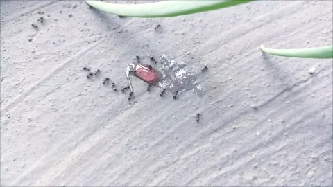 Timelapse of ants taking candy Stock Footage 295475764