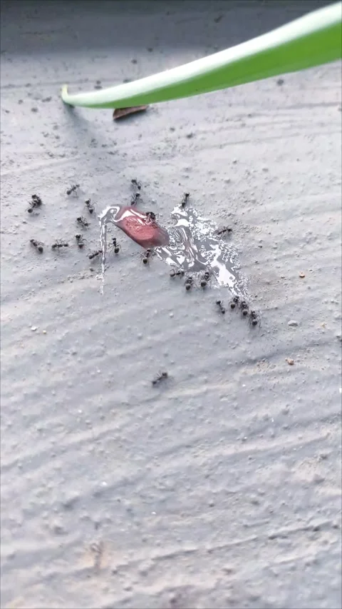 Timelapse of ants taking candy vertical Stock Footage 295475760