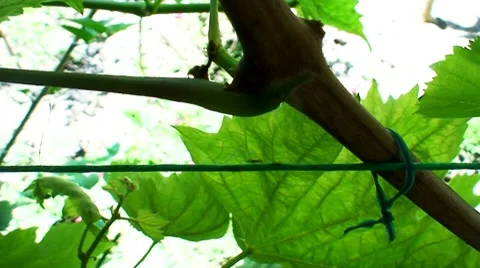 Timelapse ants walking along string Video stock 8689722