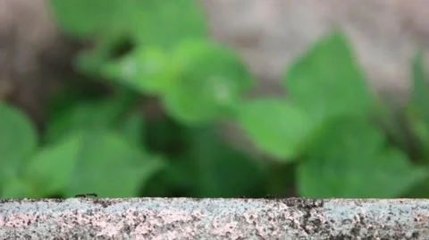 Timelapse ants walking Stock Footage 50246243
