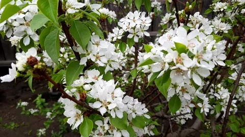 Timelapse of the apple-tree blossoms. lose up. White flowers, green leaves. Stock Footage 130233661