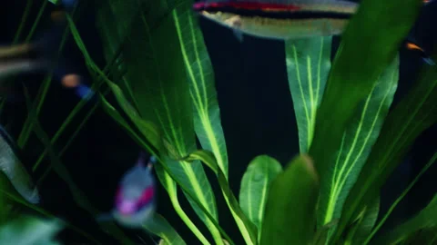 Timelapse of an aquarium with fish. Video stock 229727896