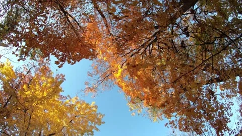 Timelapse of Autumn Canopy: Rotating View from Below Stock Footage 288448631