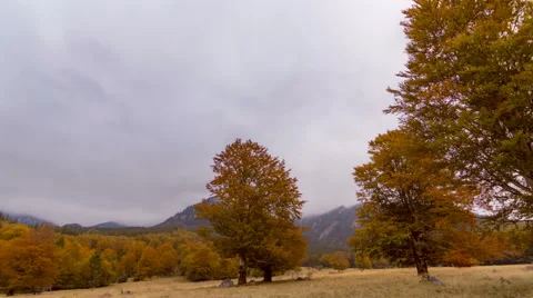 Timelapse of autumn forest with cloudy sky Stock Footage 68758288