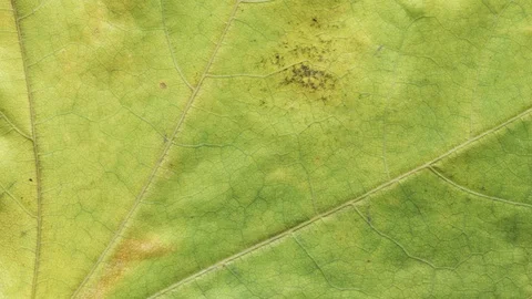 Timelapse of autumn leaf aging, beautiful natural animation. Stock Footage 95224558