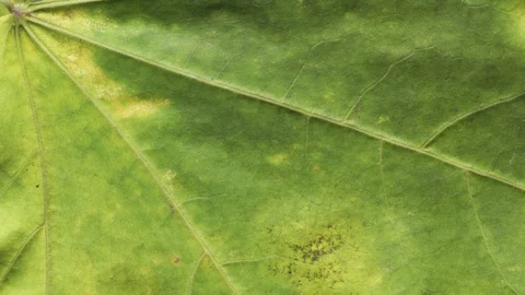 Timelapse of autumn leaf aging, beautiful natural animation. Stock Footage 95224595