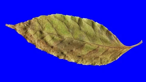 Timelapse of autumn leaf aging, beautiful natural animation. Stock Footage 95224739