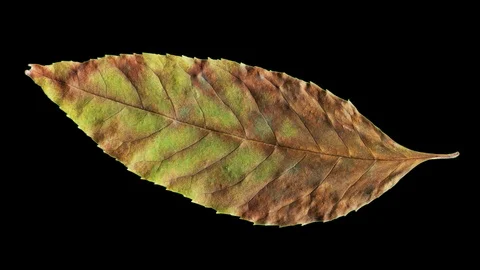 Timelapse of autumn leaf aging, beautiful natural animation on black. Stock Footage 95225049