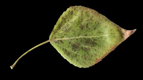 Timelapse of autumn leaf aging, beautiful natural animation on black. Stock Footage 95232805