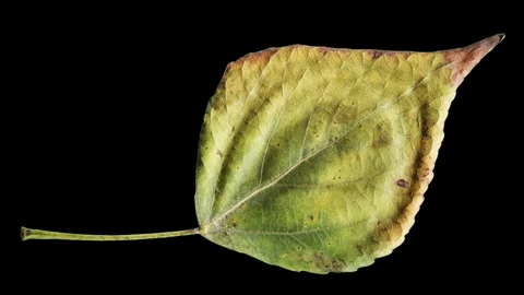 Timelapse of autumn leaf aging, beautiful natural animation on black. Stock Footage 95232910