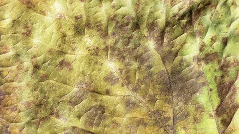 Timelapse of autumn leaf aging, beautiful natural animation. Stock Footage 95232955