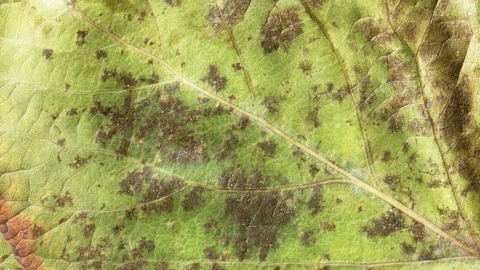 Timelapse of autumn leaf aging, beautiful natural animation. Stock Footage 95232963