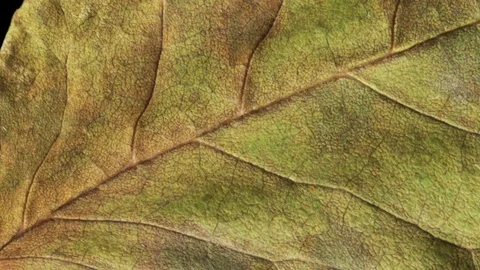 Timelapse of autumn leaf aging, beautiful natural animation. Stock Footage 95338844