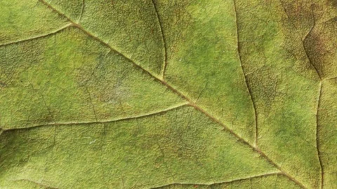 Timelapse of autumn leaf aging, beautiful natural animation. Stock Footage 95338916