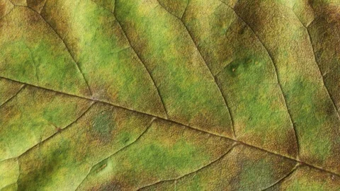 Timelapse of autumn leaf aging, beautiful natural animation. Stock-Footage 95339467