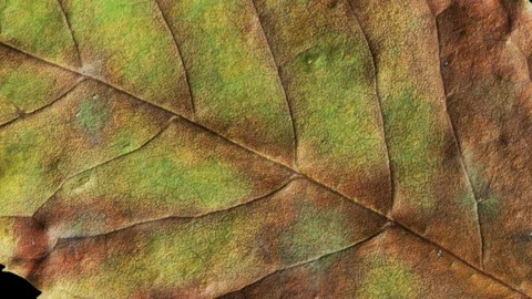 Timelapse of autumn leaf aging, beautiful natural animation. Stock Footage 95339541