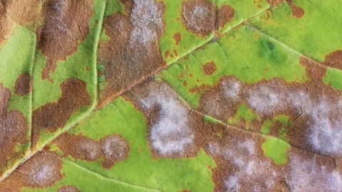 Timelapse of autumn leaf aging, beautiful natural animation. Stock Footage 95339694