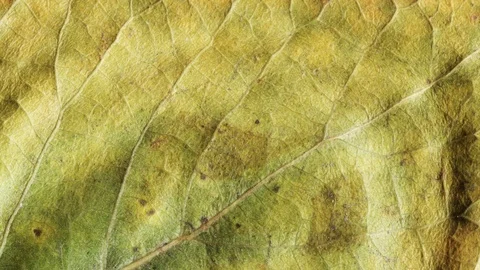 Timelapse of autumn leaf aging, beautiful natural animation. Stock-Footage 95339927