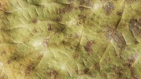 Timelapse of autumn leaf aging, beautiful natural animation. Stock Footage 95611035