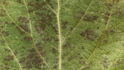 Timelapse of autumn leaf aging, beautiful natural animation. Stock Footage 95611069