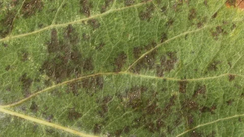 Timelapse of autumn leaf aging, beautiful natural animation. Stock Footage 95611128