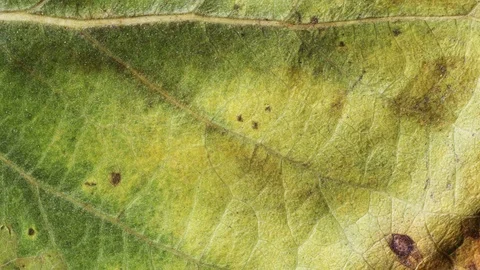 Timelapse of autumn leaf aging, beautiful natural animation. Stock Footage 95611285
