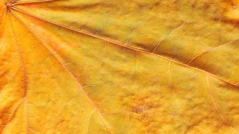 Timelapse of autumn leaf getting yellow, beautiful natural animation. Stock Footage 95224323