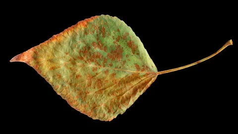 Timelapse of autumn leaf getting yellow. Stock Footage 95224354