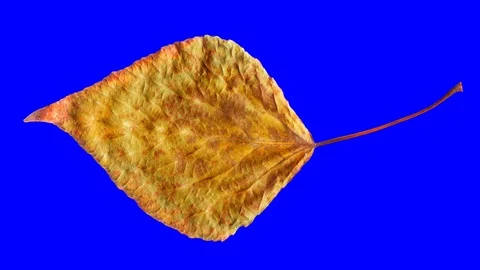 Timelapse of autumn leaf getting yellow, beautiful natural animation. Stock Footage 95224381