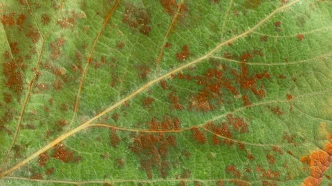 Timelapse of autumn leaf getting yellow, beautiful natural animation. Video stock 95224422