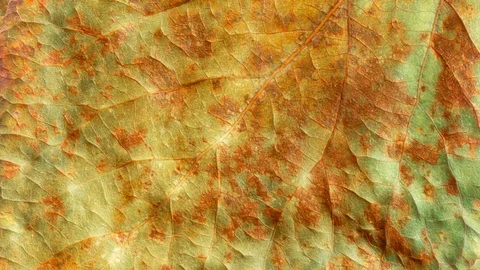 Timelapse of autumn leaf getting yellow, beautiful natural animation. Video stock 95224447
