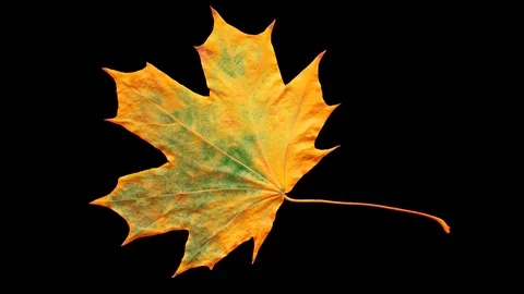 Timelapse of autumn leaf getting yellow. Stock Footage 95224609