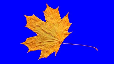 Timelapse of autumn leaf getting yellow, beautiful natural animation. Stock Footage 95224639