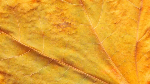 Timelapse of autumn leaf getting yellow, beautiful natural animation. Video stock 95224685
