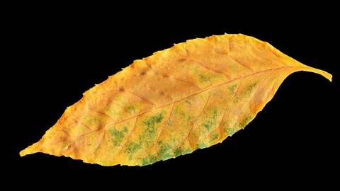 Timelapse of autumn leaf getting yellow. Stock Footage 95224790