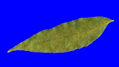 Timelapse of autumn leaf getting yellow, beautiful natural animation. Stock-Footage 95225025