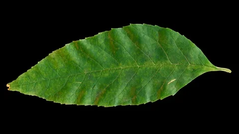 Timelapse of autumn leaf getting yellow. Stock Footage 95225126