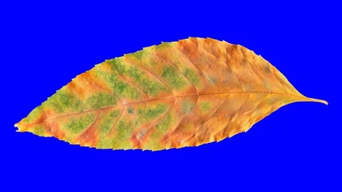 Timelapse of autumn leaf getting yellow, beautiful natural animation. Stock Footage 95225149