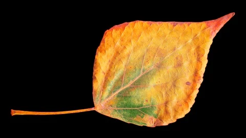 Timelapse of autumn leaf getting yellow. Stock Footage 95225235