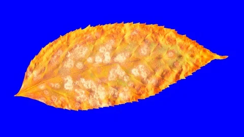 Timelapse of autumn leaf getting yellow, beautiful natural animation. Stock Footage 95225241