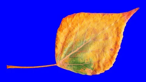 Timelapse of autumn leaf getting yellow, beautiful natural animation. Stock Footage 95225309