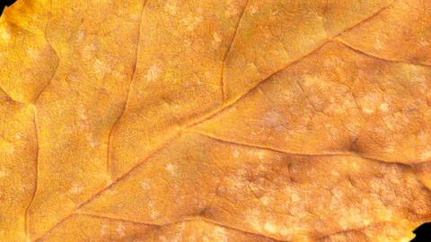 Timelapse of autumn leaf getting yellow, beautiful natural animation. Stock Footage 95339026