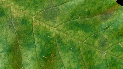 Timelapse of autumn leaf getting yellow, beautiful natural animation. Stock Footage 95339574