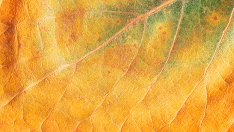 Timelapse of autumn leaf getting yellow, beautiful natural animation. Stock Footage 95339983