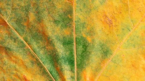 Timelapse of autumn leaf getting yellow, beautiful natural animation. Stock Footage 95611243